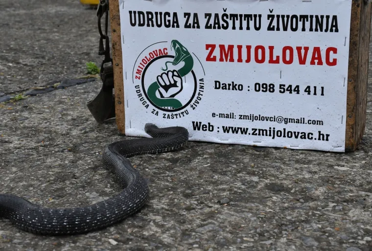 Najpoznatiji hrvatski zmijolovci u akciji: 'Evo uhvatili smo dvije riđovke i bjelou&scaron;ku!'