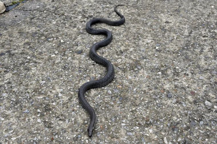 Najpoznatiji hrvatski zmijolovci u akciji: 'Evo uhvatili smo dvije riđovke i bjelou&scaron;ku!'