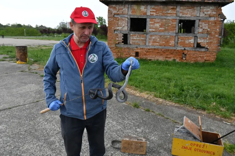 Najpoznatiji hrvatski zmijolovci u akciji: 'Evo uhvatili smo dvije riđovke i bjelou&scaron;ku!'