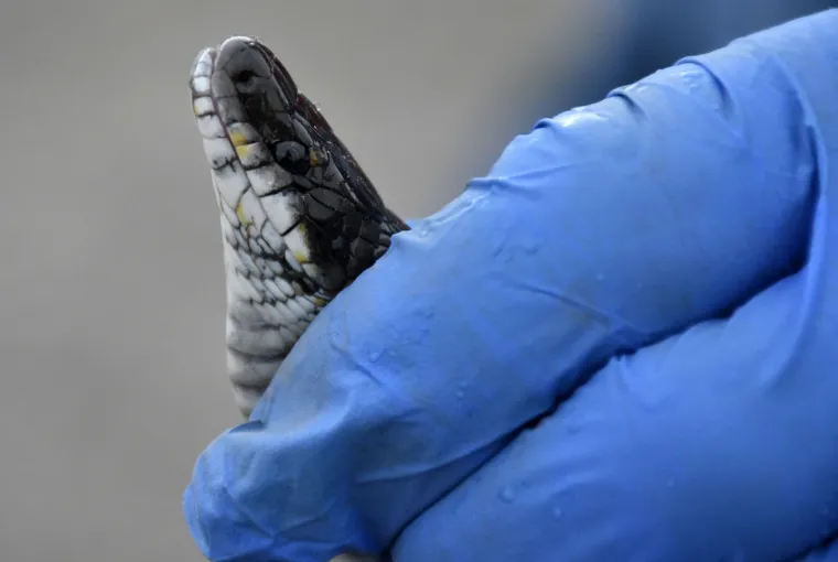 Najpoznatiji hrvatski zmijolovci u akciji: 'Evo uhvatili smo dvije riđovke i bjelou&scaron;ku!'