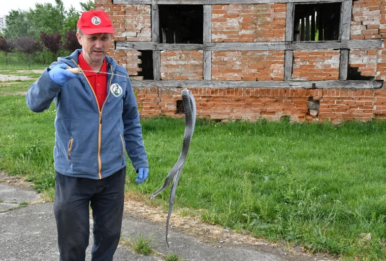 Najpoznatiji hrvatski zmijolovci u akciji: 'Evo uhvatili smo dvije riđovke i bjelou&scaron;ku!'