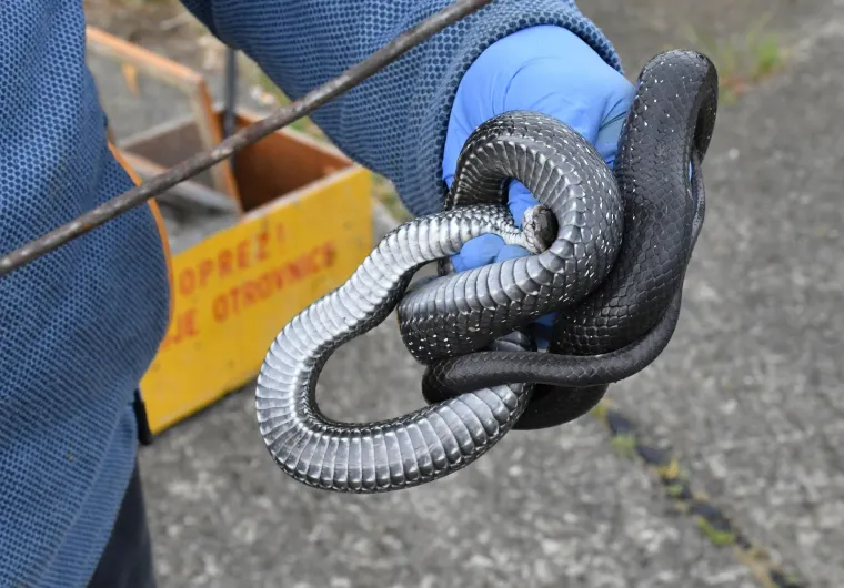 Najpoznatiji hrvatski zmijolovci u akciji: 'Evo uhvatili smo dvije riđovke i bjelou&scaron;ku!'