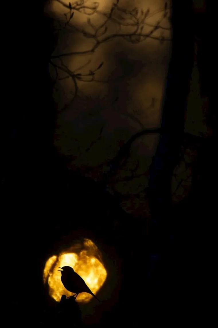 Zasluženi pobjednici: Ovo su najbolje fotografije prirode u 2020. godini