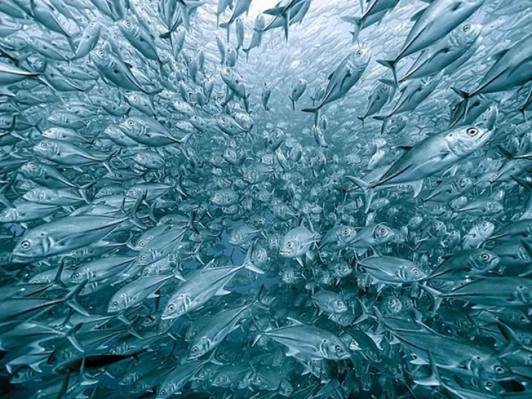 Zasluženi pobjednici: Ovo su najbolje fotografije prirode u 2020. godini