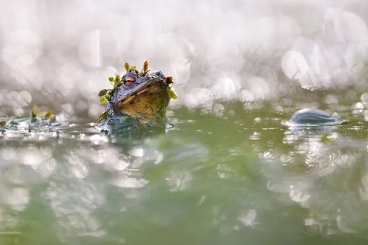 Zasluženi pobjednici: Ovo su najbolje fotografije prirode u 2020. godini