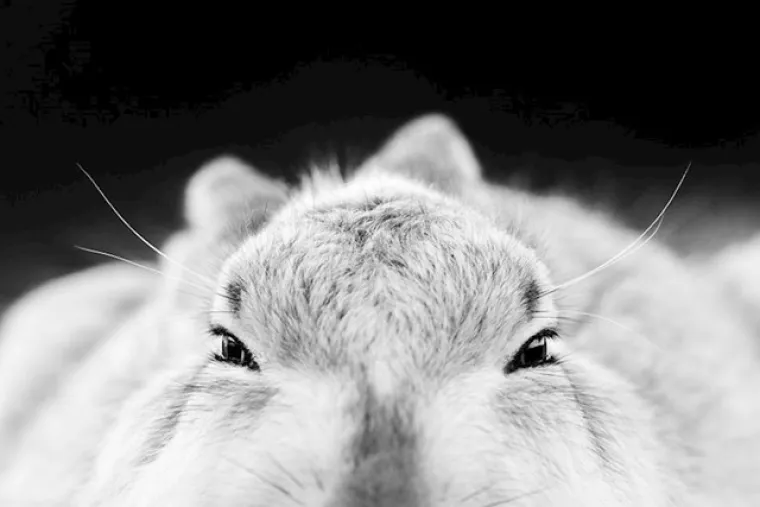 Zasluženi pobjednici: Ovo su najbolje fotografije prirode u 2020. godini