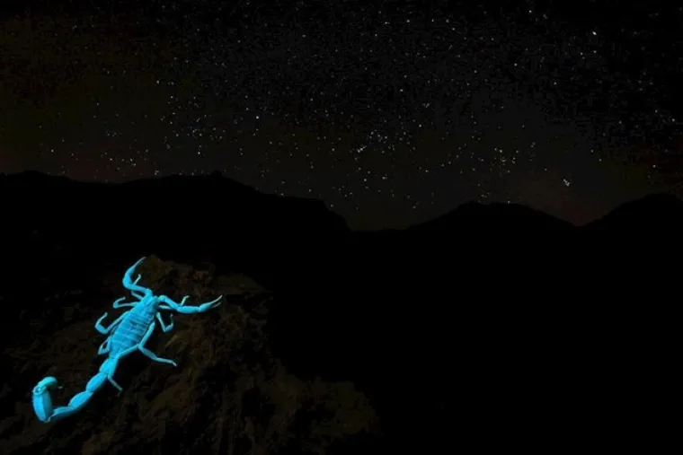 Zasluženi pobjednici: Ovo su najbolje fotografije prirode u 2020. godini