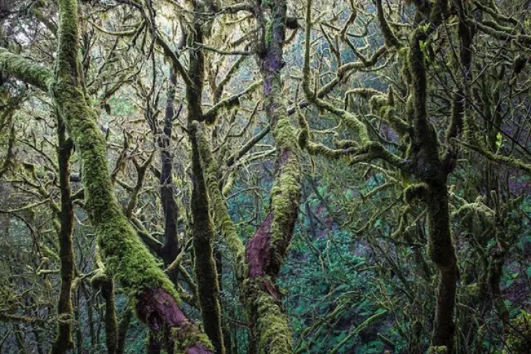 Zasluženi pobjednici: Ovo su najbolje fotografije prirode u 2020. godini