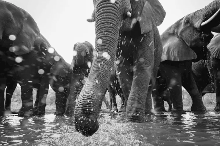 Zasluženi pobjednici: Ovo su najbolje fotografije prirode u 2020. godini