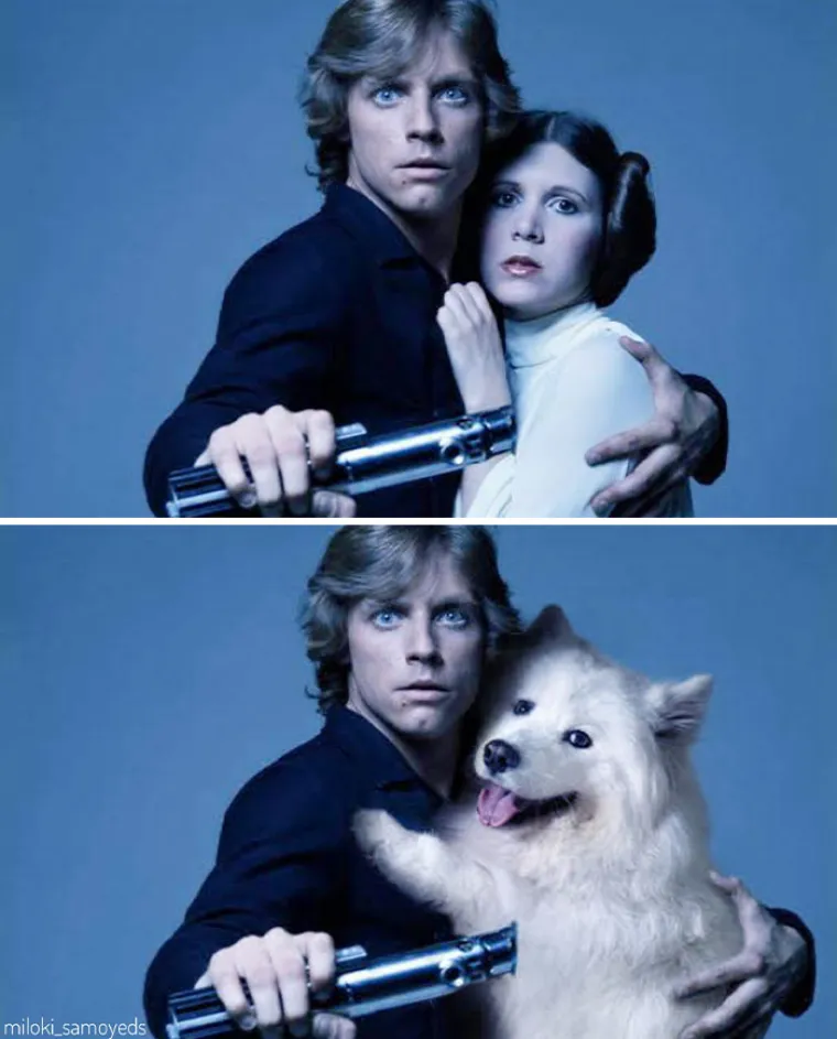 "Ovo je preslatko": Zamijenio glumce u poznatim filmskim scenama sa svojim psima