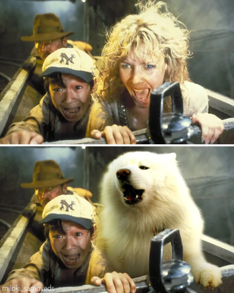 "Ovo je preslatko": Zamijenio glumce u poznatim filmskim scenama sa svojim psima