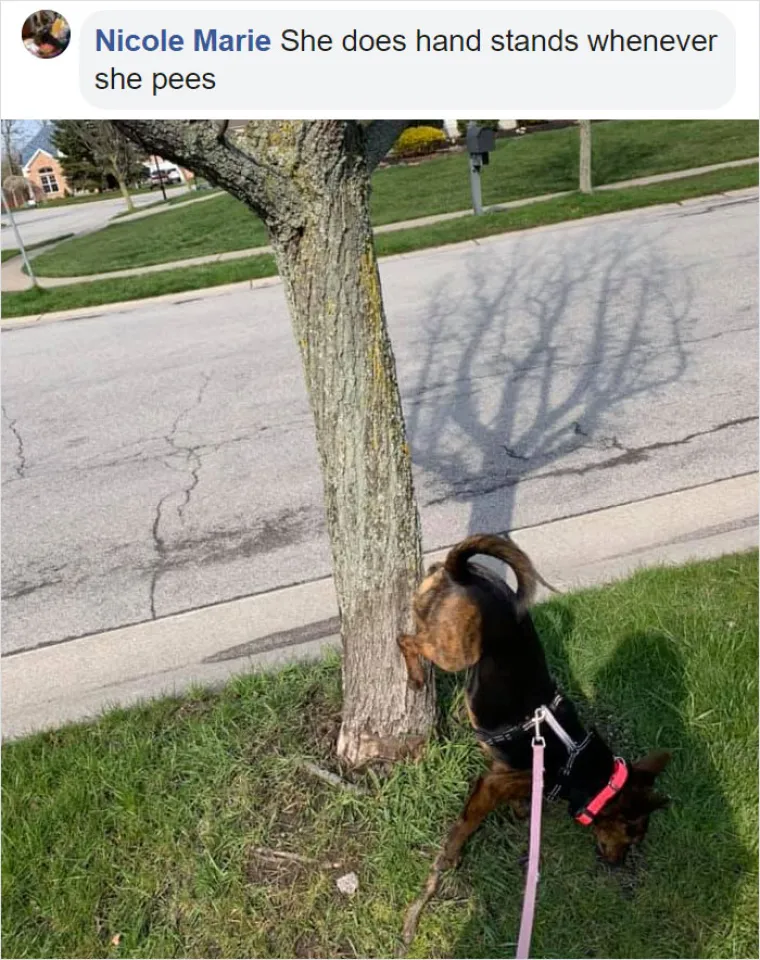 VLASNICI PASA, JE LI VAM OVO POZNATO? Jedan tip postavio sasvim neočekivano pitanje, odgovori su urnebesni