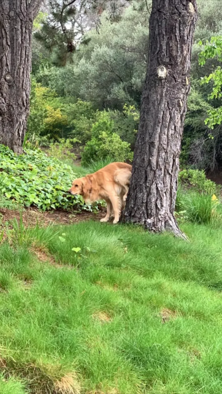 VLASNICI PASA, JE LI VAM OVO POZNATO? Jedan tip postavio sasvim neočekivano pitanje, odgovori su urnebesni