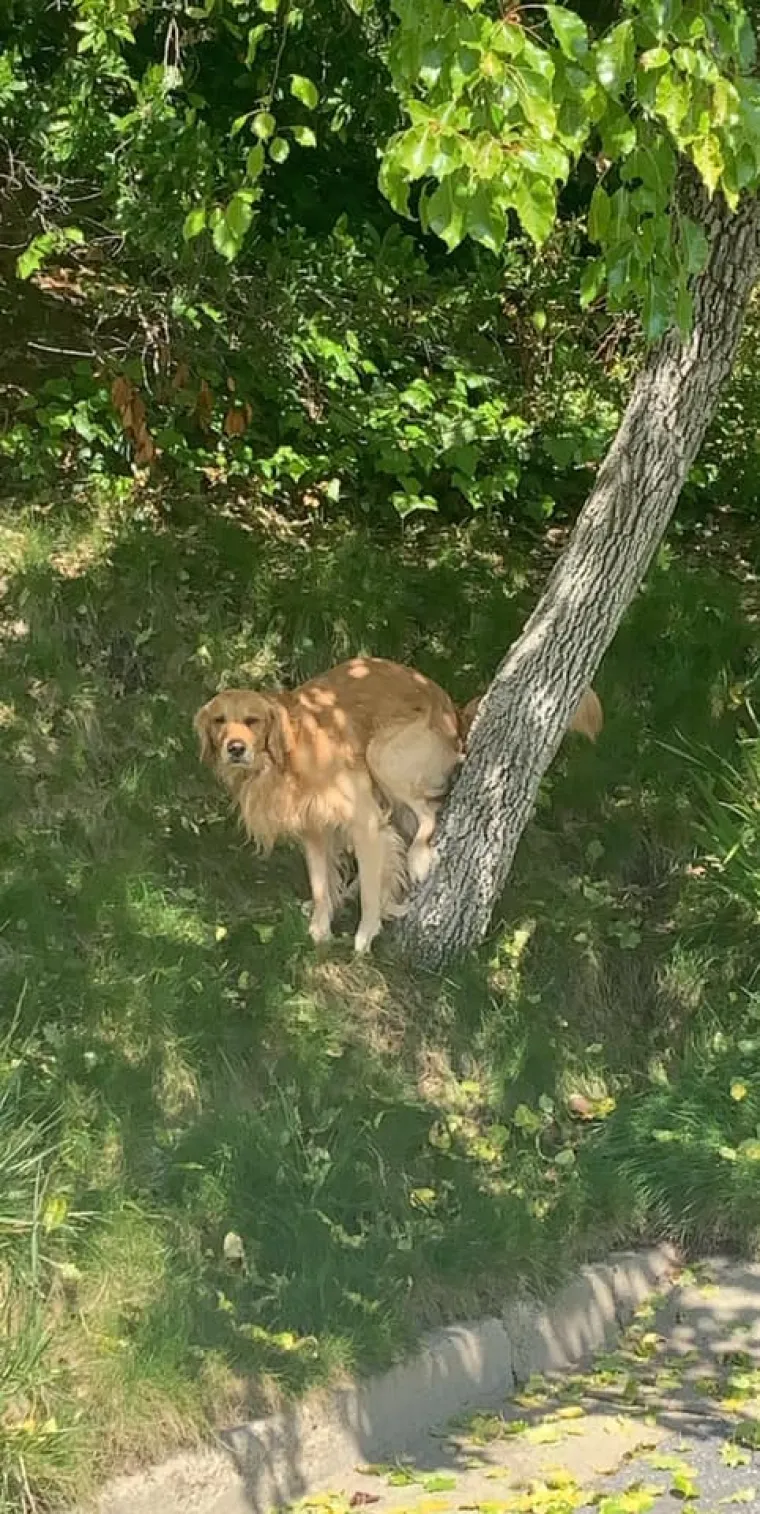 VLASNICI PASA, JE LI VAM OVO POZNATO? Jedan tip postavio sasvim neočekivano pitanje, odgovori su urnebesni