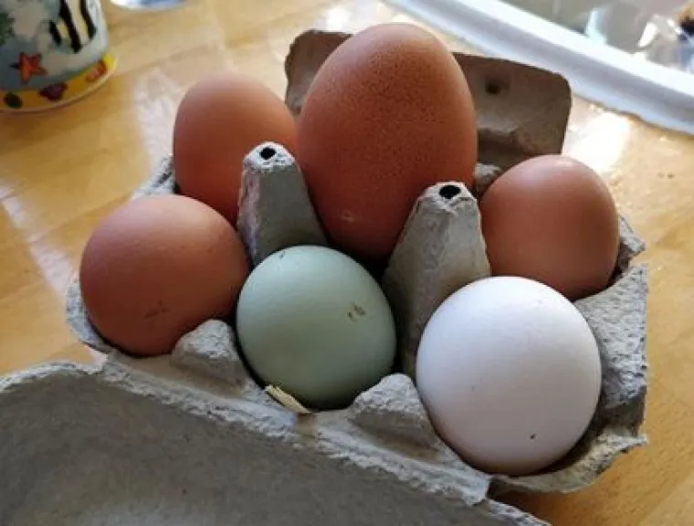 Uzgoji&scaron; 1, dobije&scaron; GMO gratis: Njima se posrećilo s domaćom hranom