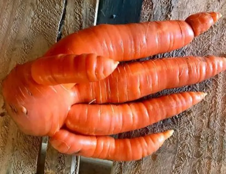 Uzgoji&scaron; 1, dobije&scaron; GMO gratis: Njima se posrećilo s domaćom hranom