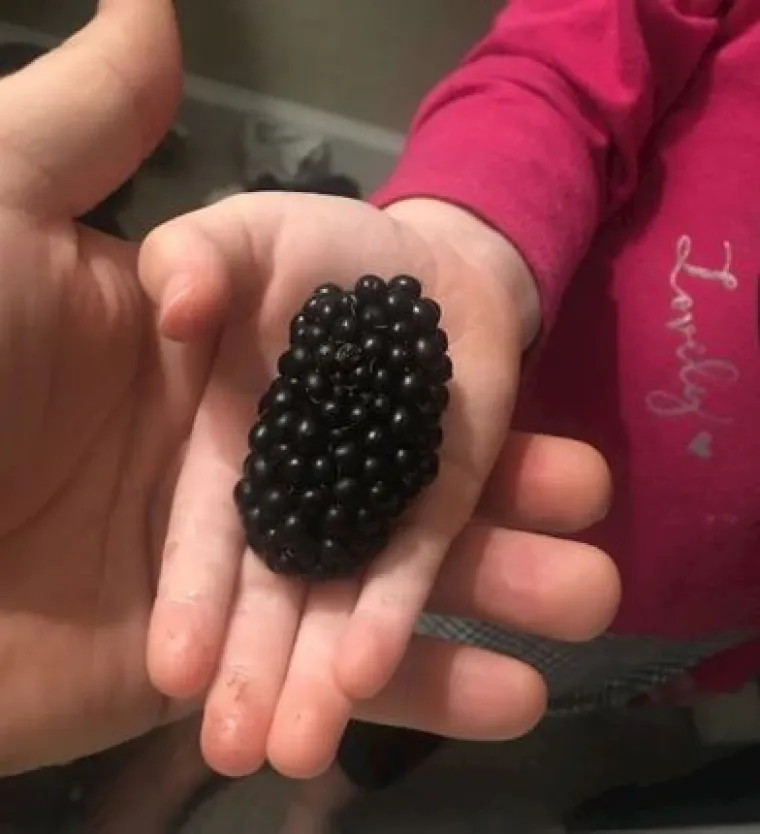 Uzgoji&scaron; 1, dobije&scaron; GMO gratis: Njima se posrećilo s domaćom hranom