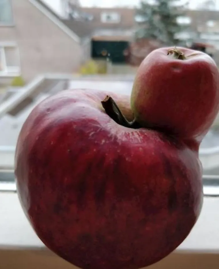 Uzgoji&scaron; 1, dobije&scaron; GMO gratis: Njima se posrećilo s domaćom hranom