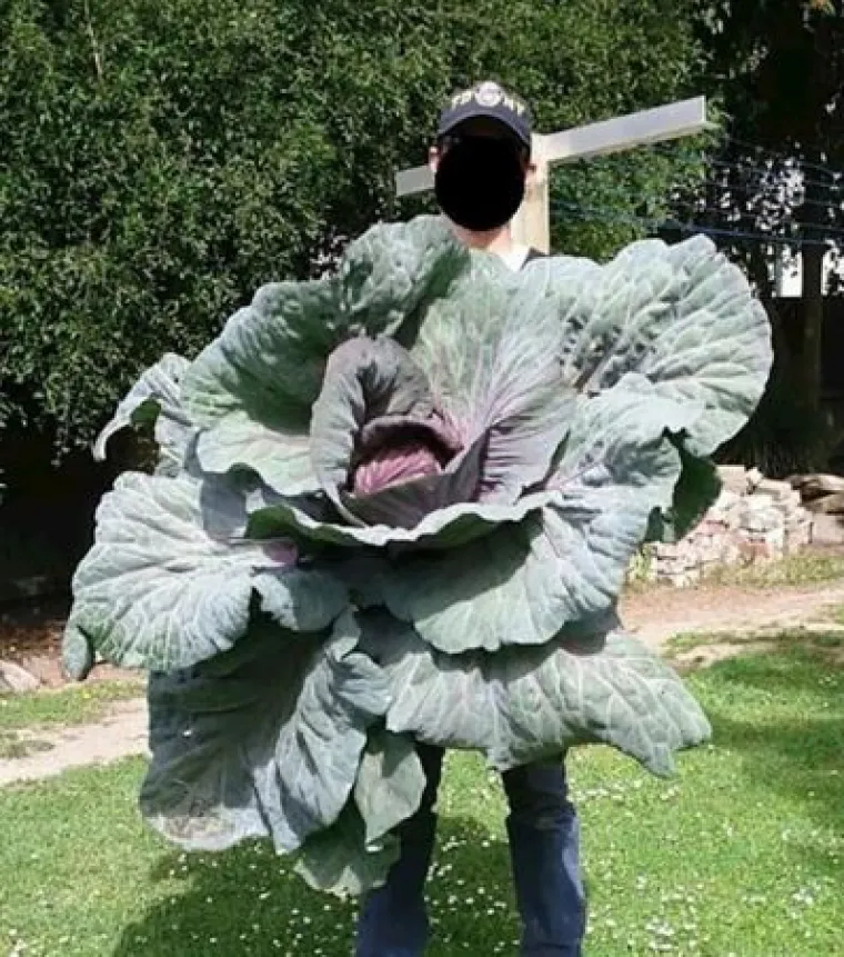 Uzgoji&scaron; 1, dobije&scaron; GMO gratis: Njima se posrećilo s domaćom hranom