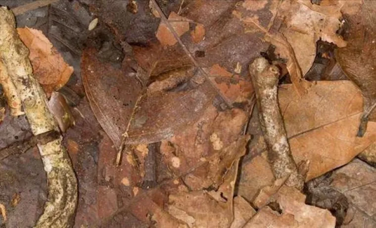 Pronađite skrivenoga insekta!