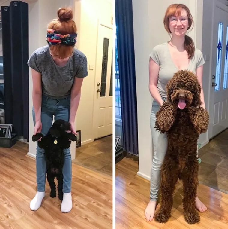 Prije i poslije: Pogledajte slike pasa i njihovih vlasnika dok zajedno odrastaju