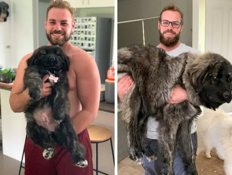 Prije i poslije: Pogledajte slike pasa i njihovih vlasnika dok zajedno odrastaju