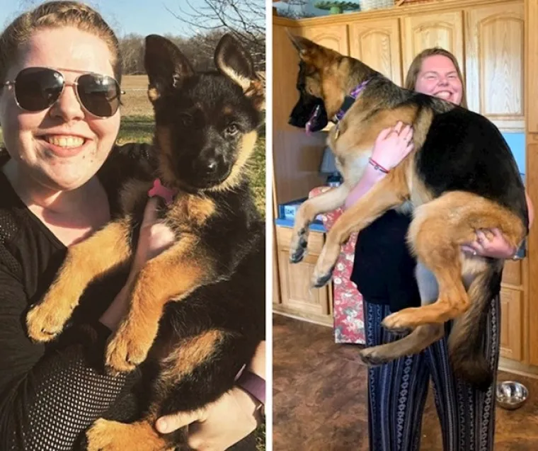 Prije i poslije: Pogledajte slike pasa i njihovih vlasnika dok zajedno odrastaju