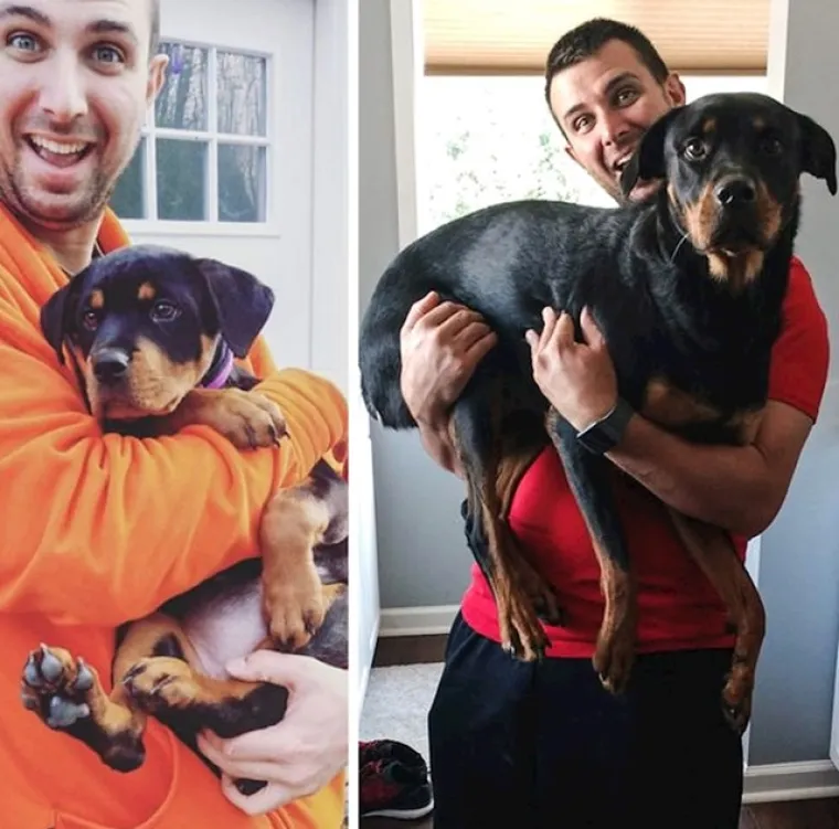 Prije i poslije: Pogledajte slike pasa i njihovih vlasnika dok zajedno odrastaju