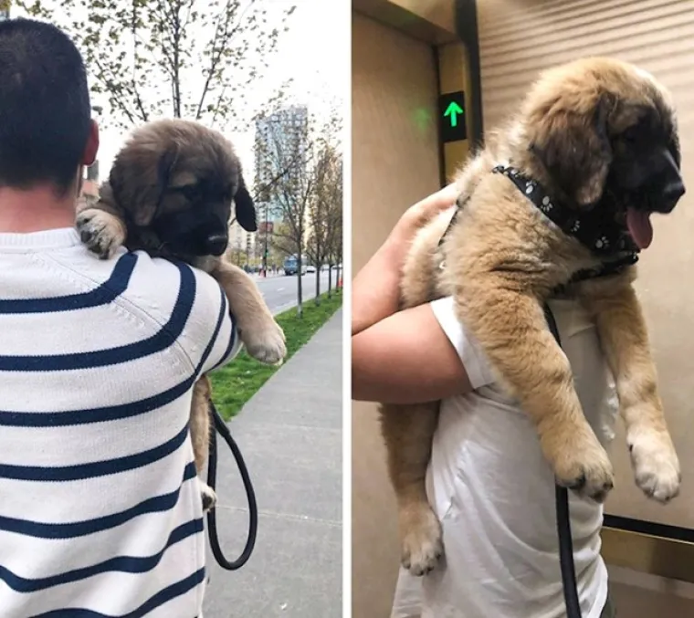 Prije i poslije: Pogledajte slike pasa i njihovih vlasnika dok zajedno odrastaju