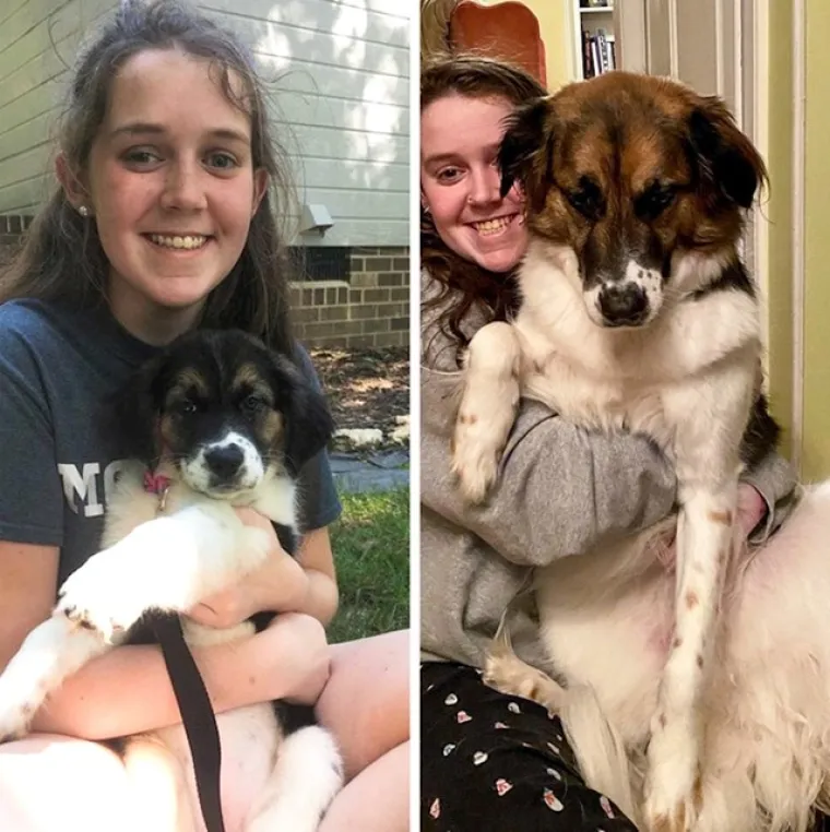 Prije i poslije: Pogledajte slike pasa i njihovih vlasnika dok zajedno odrastaju