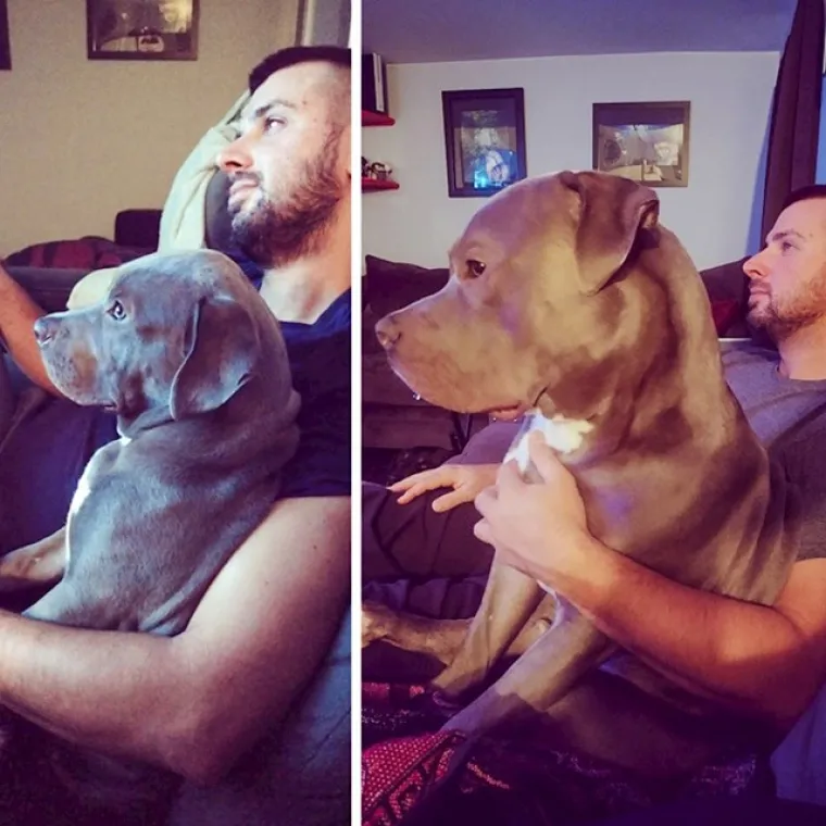 Prije i poslije: Pogledajte slike pasa i njihovih vlasnika dok zajedno odrastaju