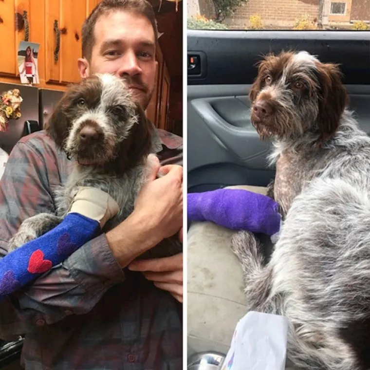 Prije i poslije: Pogledajte slike pasa i njihovih vlasnika dok zajedno odrastaju