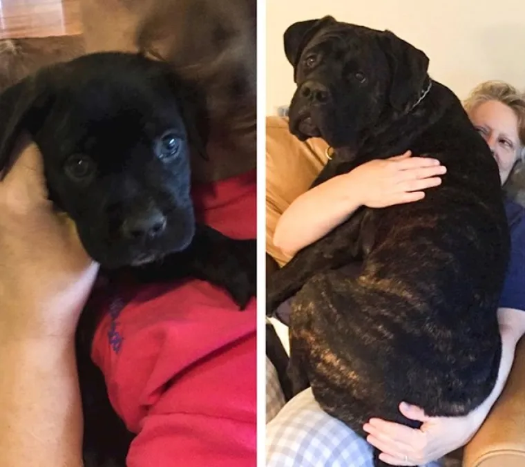 Prije i poslije: Pogledajte slike pasa i njihovih vlasnika dok zajedno odrastaju