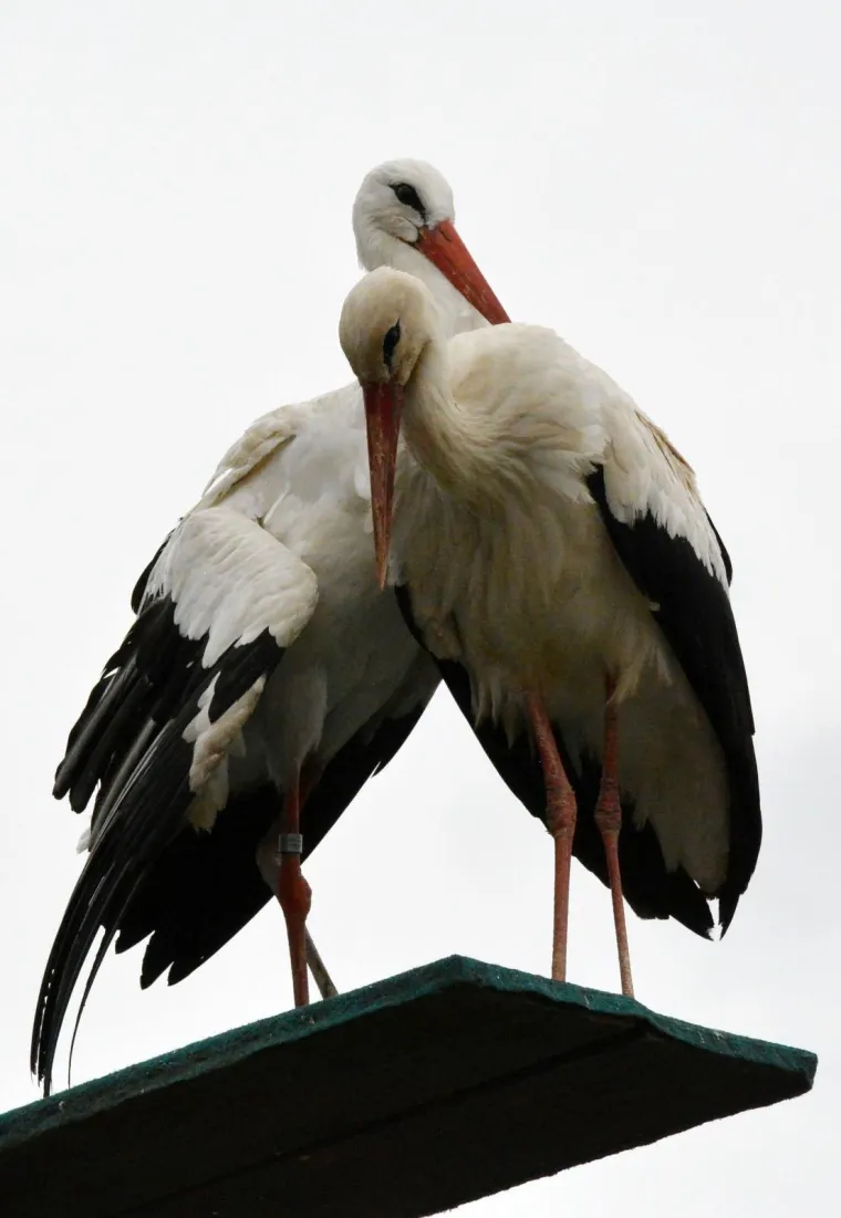 Klepetan se vratio, ali nisu svi očarani: '&Scaron;valer imao krizu srednjih godina'