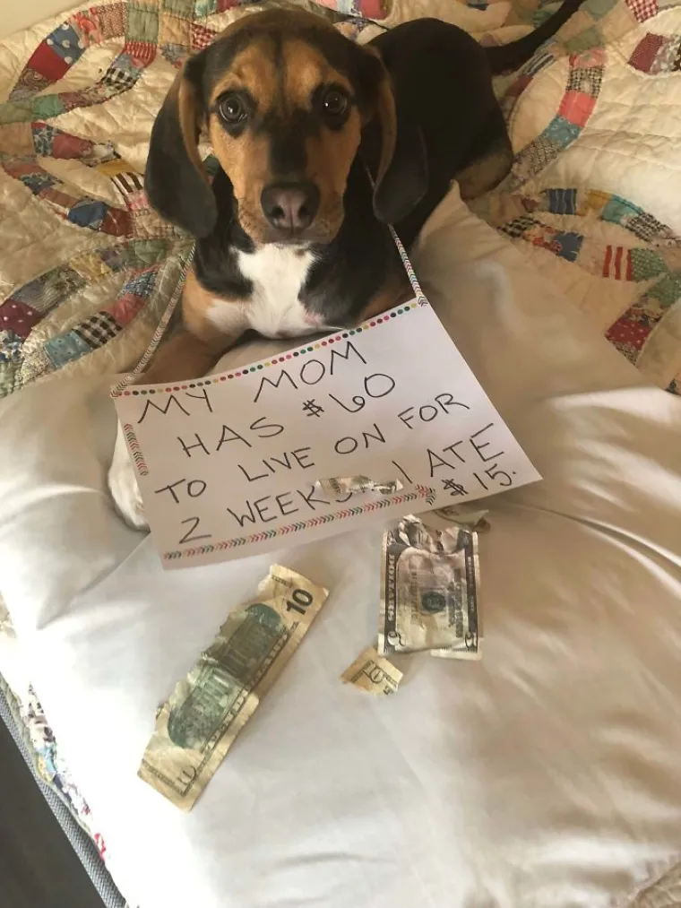 KUĆNI LJUBIMCI NA STUPU SRAMA ZBOG SVOJIH 'ZLOČINA': Ali, dajte pogledajte te facice...