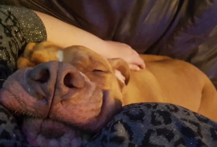 Male spavalice: Ovi kućni ljubimci bezbrižno spavaju gdje god stignu