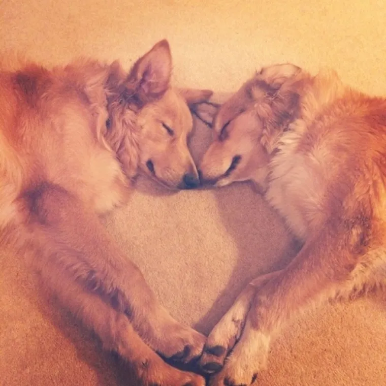 Male spavalice: Ovi kućni ljubimci bezbrižno spavaju gdje god stignu