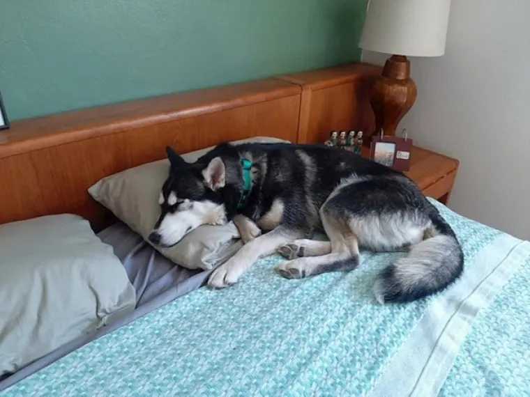 Male spavalice: Ovi kućni ljubimci bezbrižno spavaju gdje god stignu