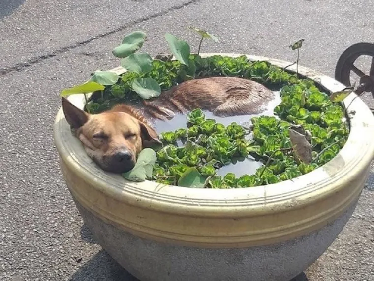 Male spavalice: Ovi kućni ljubimci bezbrižno spavaju gdje god stignu