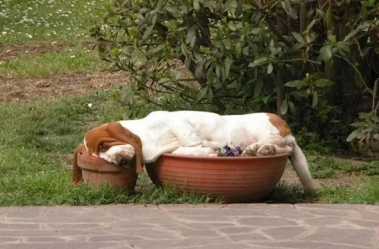 Male spavalice: Ovi kućni ljubimci bezbrižno spavaju gdje god stignu