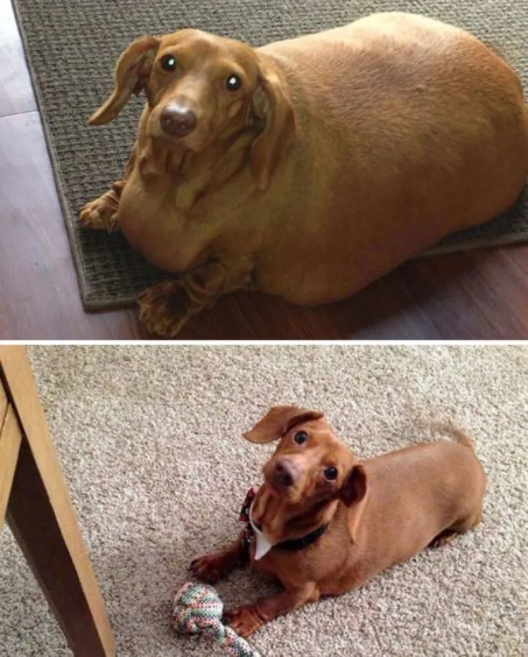 Ovi preslatki psići izgubili su na težini i sad su pravi fit modeli