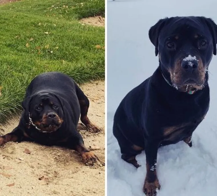 Ovi preslatki psići izgubili su na težini i sad su pravi fit modeli