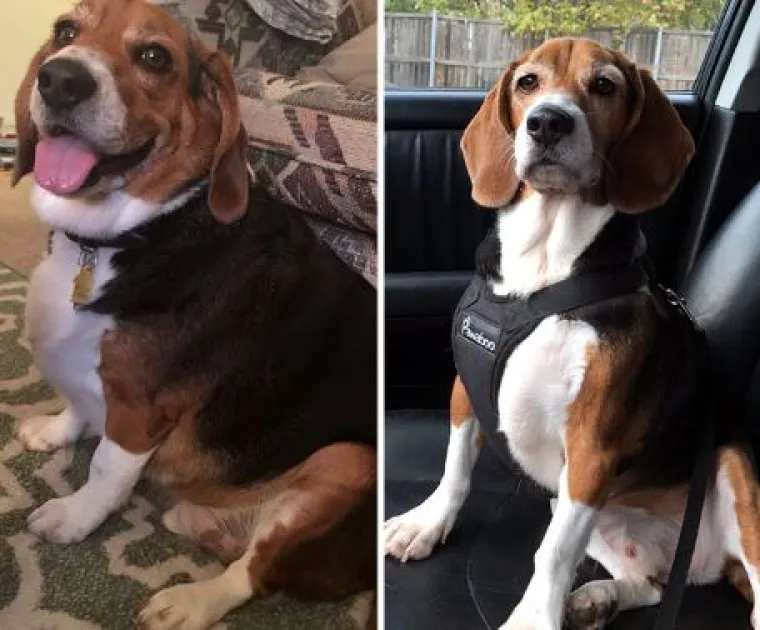 Ovi preslatki psići izgubili su na težini i sad su pravi fit modeli