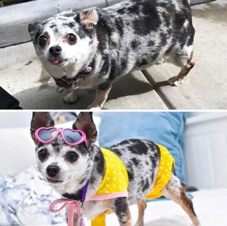 Ovi preslatki psići izgubili su na težini i sad su pravi fit modeli