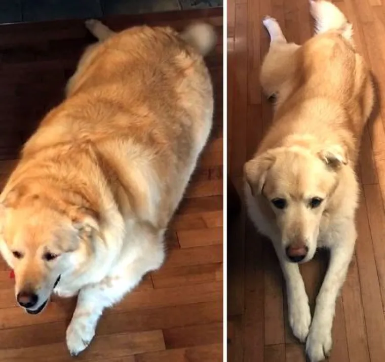 Ovi preslatki psići izgubili su na težini i sad su pravi fit modeli