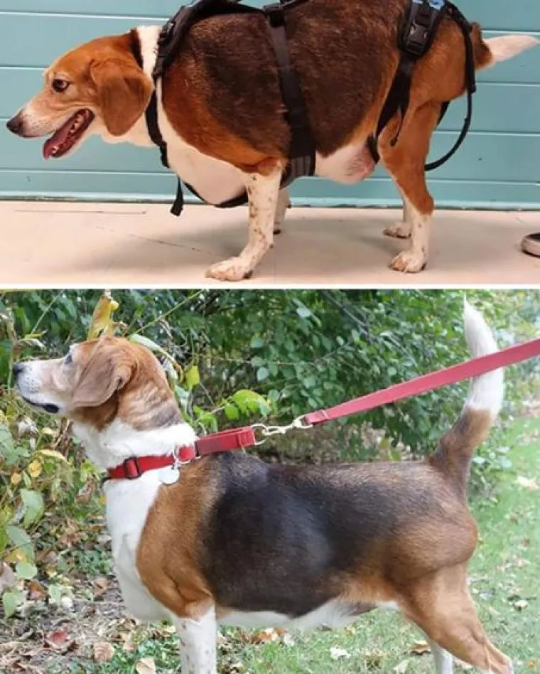 Ovi preslatki psići izgubili su na težini i sad su pravi fit modeli