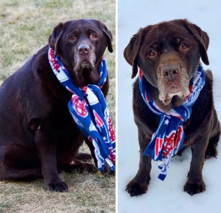 Ovi preslatki psići izgubili su na težini i sad su pravi fit modeli