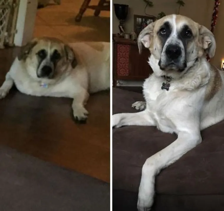 Ovi preslatki psići izgubili su na težini i sad su pravi fit modeli