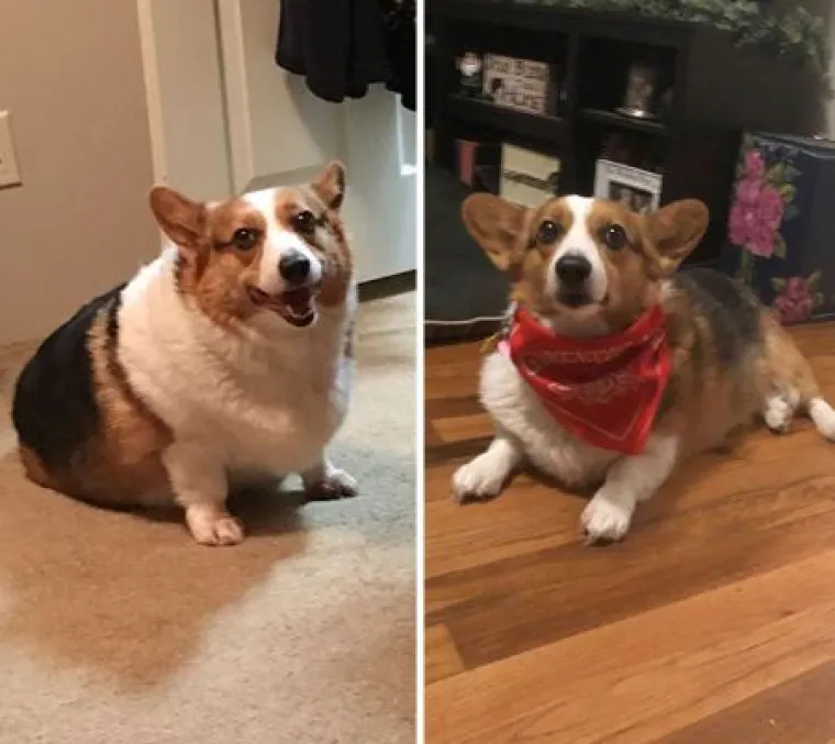 Ovi preslatki psići izgubili su na težini i sad su pravi fit modeli