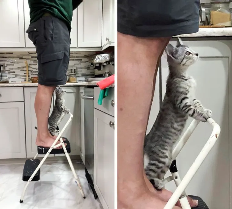 "Moj djed je rekao da ne želi novu mačku. Sada je ona njegova mala pomagačica"